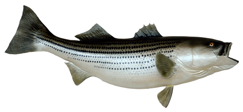 Branzino